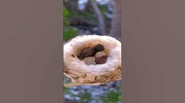 Watch Baby Hummingbird Hatch From Egg