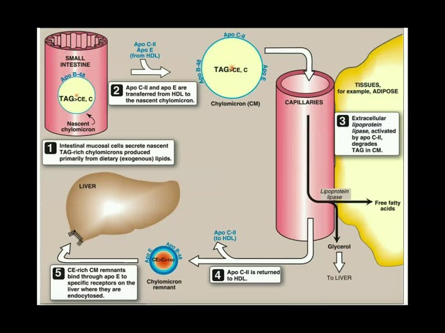 part c the process of lipid digestion Solved Lipid Digestion & Absorption Flashcards
