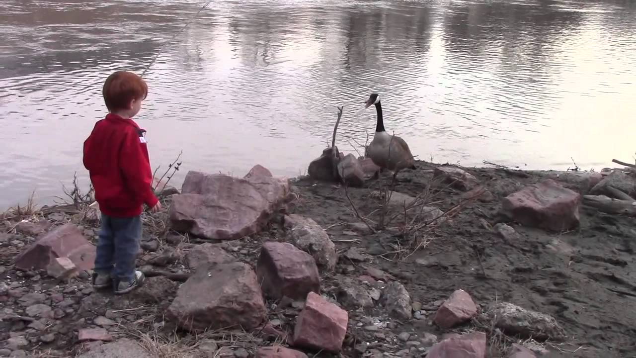 Canada Goose Attacks Boy 