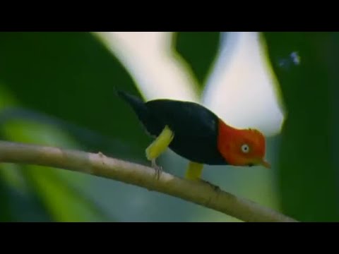 Glamorous Birds | Battle of the Sexes in the Animal World | BBC Earth