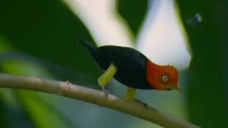 Glamorous Birds | Battle of the Sexes in the Animal World | BBC Earth