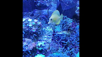 #fish#fisch#Fisch#Fische#рыба#рыбалка#Аквариум#аквариумные рыбки#рыбак#рыбалка#poisson#pez
