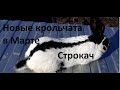 Кролики. Новые Строкачи в Марте. Смотрим, что родилось.