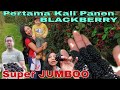 PANEN BUAH BLACKBERRY JUMBO XXL, BIKIN KALAP