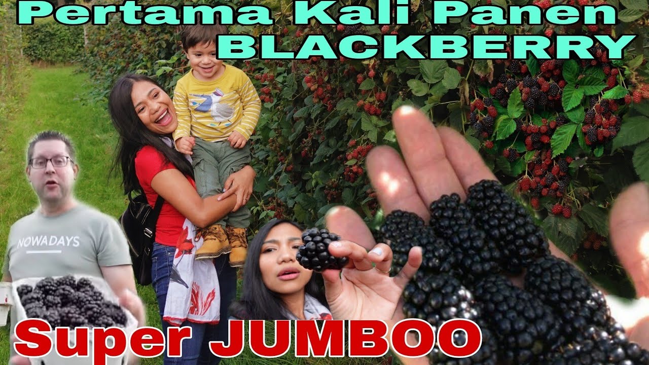 PANEN BUAH BLACKBERRY JUMBO XXL, BIKIN KALAP