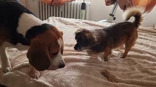 little dog protects fiercely the bone