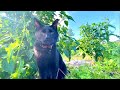 白菜畑の最終チェックに入る黒猫。