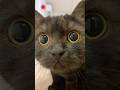 Hello！世界！日本から来たきゅるるん黒猫さつきだニャー！#shorts