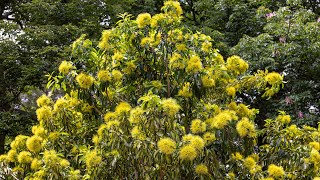 Growing the Golden Penda (Xanthostemon chrysanthus)