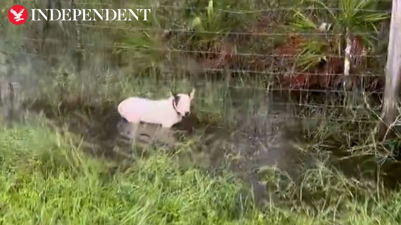 Florida police rescue dog tied to fence during evacuations for ...