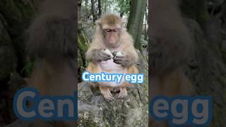 Confirmed Monkey Hates Century Eggs