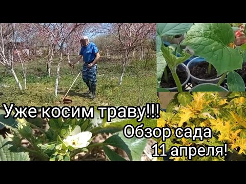 Видео: Состояние Билла Най: Вики, Женат, Семья, Свадьба, Заработная плата, Братья и сестры