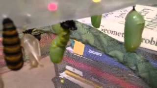 Monarch Life Cycle - Stage 2 to 3 - Caterpillar to Chrysalis
