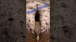 👉 “रहस्य” 🔥 water storing Tree 🌲#triballife#shortsviral  #junglestory #ai