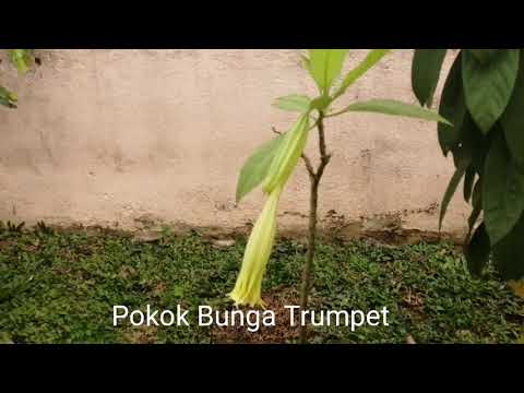 Video: Brugmansia Care - Cara Menanam Tumbuhan Brugmansia Dalam Pasu