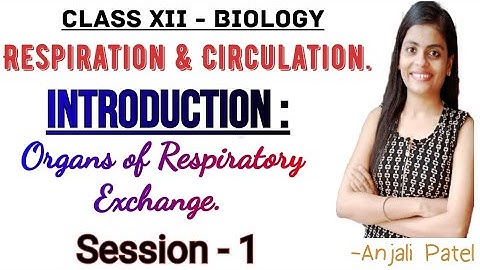 Class XII Biology - Respiration and Circulation : Organs of respiratory exchange.