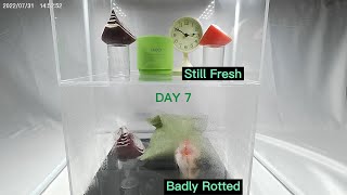 Food Preservation Comparison Test: Activated Charcoal VS. Fauci Fridge Freshener