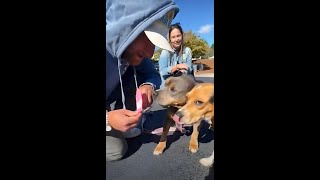 Miss Peaches Meets Her Brother Pete The Beagle For The First Time