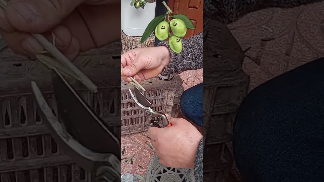 تعقيل أو تجذير شتلات الزيتون  الاربيكينا و جميع انواع الزيتون بطريقة سهلة ونسبة نجاح جد عالية #2025