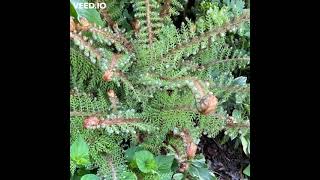 Plumose Soft Shield Fern screenshot 4
