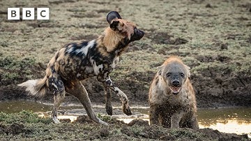 Wild dogs attack pregnant hyena | Kingdom – BBC