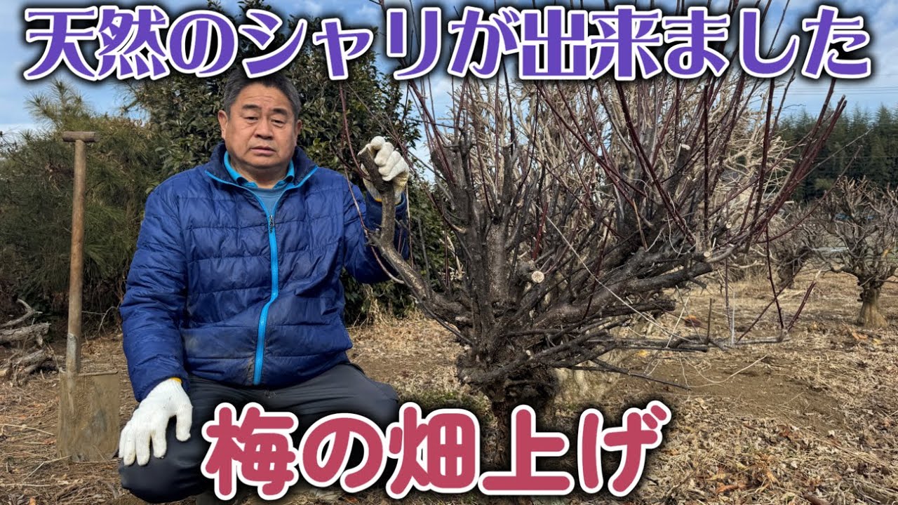 【盆栽】畑上げ第７弾　梅の畑上げ【天然のシャリが出来ました】