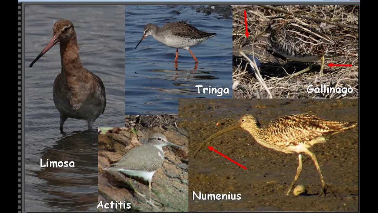 Formation Ornitho Limicoles leçon 2 (2020)