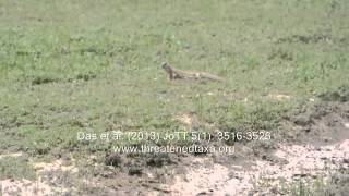 Adult Spiny-tailed Lizard foraging | Threatened Taxa