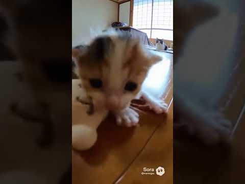ぬいぐるみで転ぶ子猫。見守る母猫/Kitten Trips Over a Plush Toy While Mom Cat Watches #kitten #kittenshorts  #子ネコ