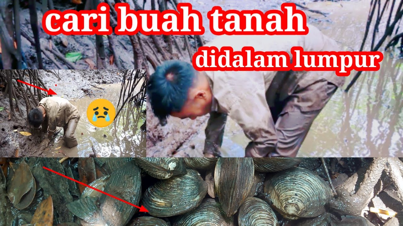 Mencari Kerang Tanah