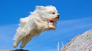 Havanese Intelligence: Training Techniques for a Smart Dog