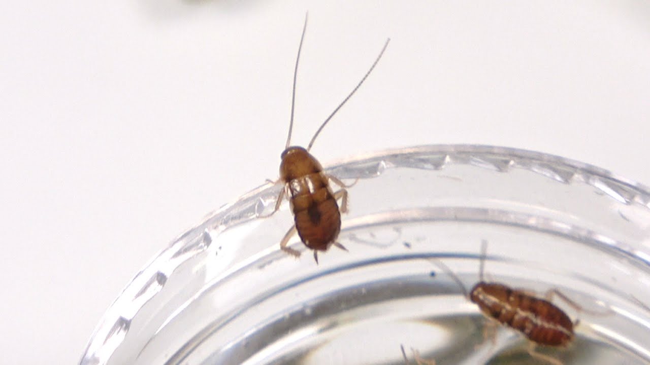 ゴキブリちゃん Any cockroach that escapes from this dish will automatically die