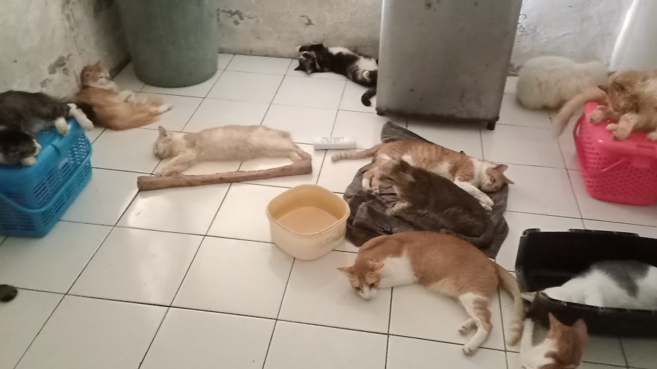 Kucing Jawa di siang hari#video#views