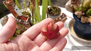 Насекомоядные растения.Carnivorous plant . 食虫植物. Саррацения. Cephalotus.Цефалот