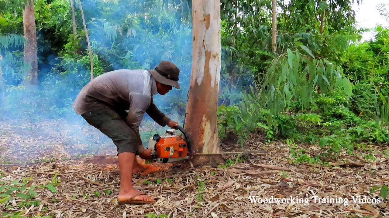 Amazing Tree Cut Down Videos 2022! Old Chainsaw At Work Like A Smoke ...