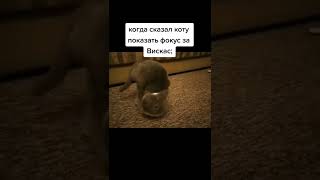 Фокус от Кота #мем #мемы #приколы #угар #юмор #смех #рофл #tiktok #shorts