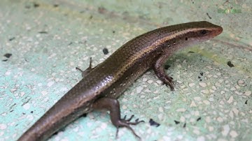 Rắn mối vào nhà  điềm lành hay điềm dữ