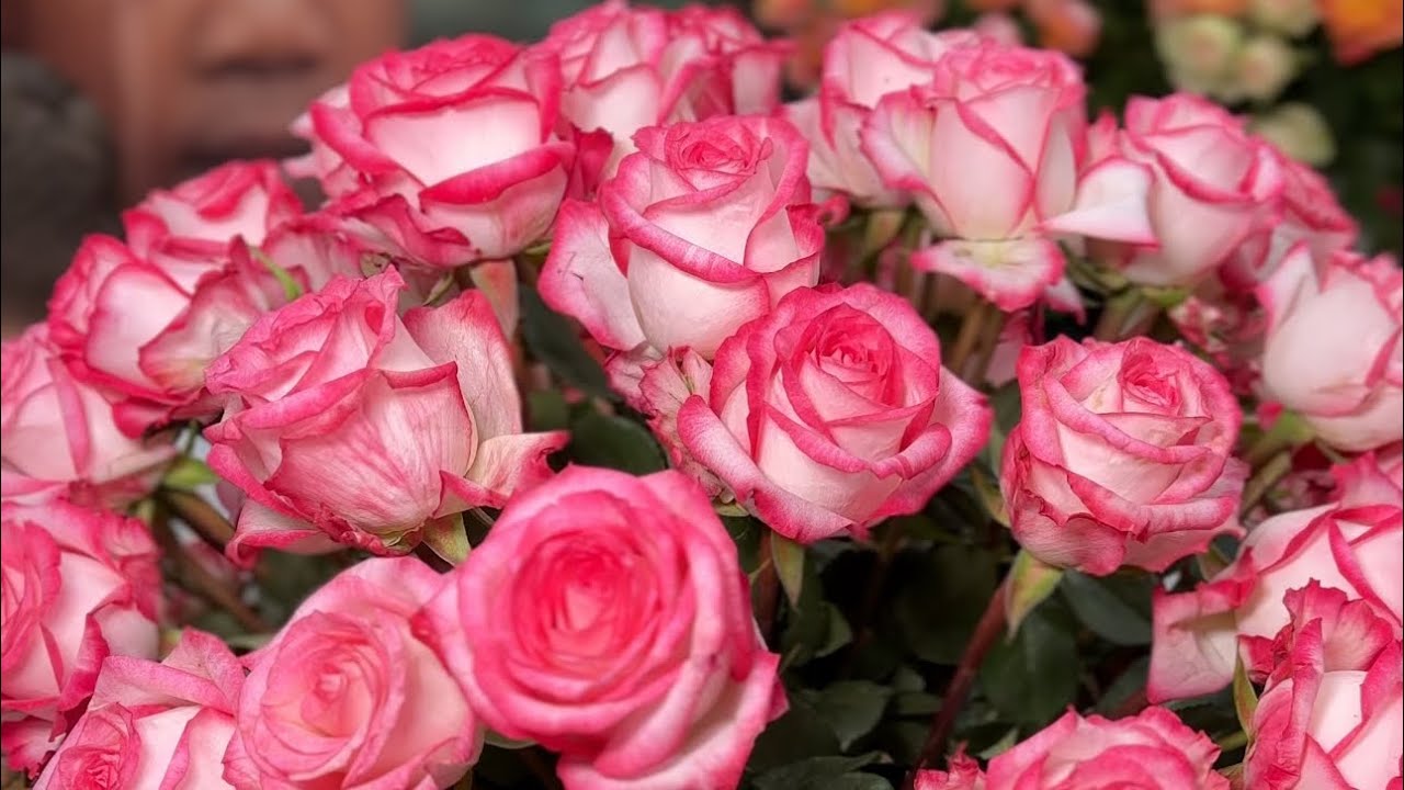 A FLOWER EXPO IN KENYA IFTEX 2024