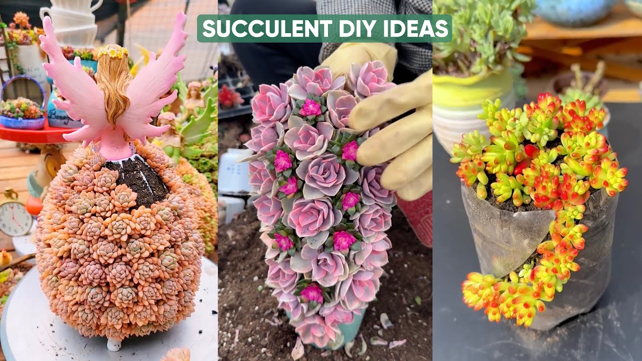 Вдохновение для создания композиции из суккулентов своими руками, которое стоит попробовать прямо
