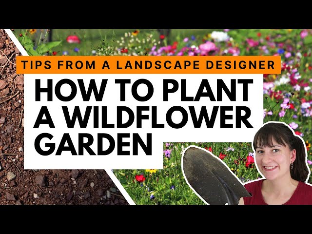 How to start a wildflower garden 💐 Advice from a landscape designer