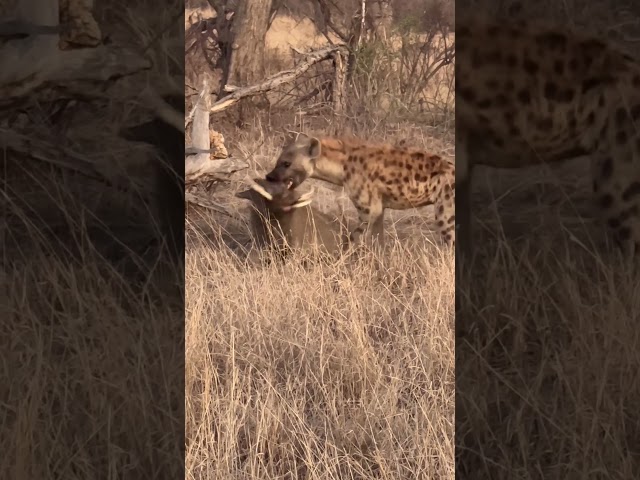 Hyena vs warthog part 2 #hyenas #africansafari #safari