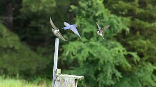 Tree Swallow vs Bluebird