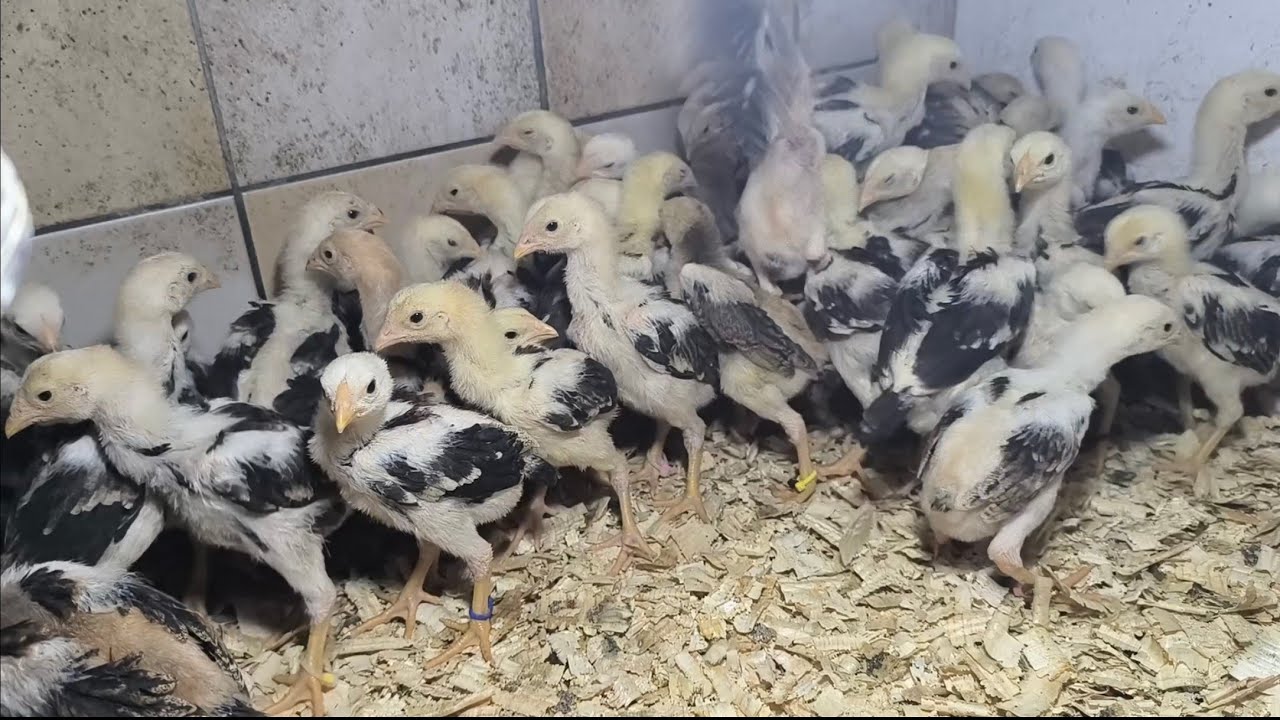 Bugün Mandıra Horoz Çiftliğindeyiz.