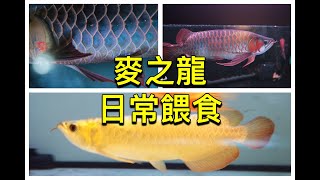 麥之龍 館內展示龍魚餵食 二月份分享 Asian arowana feeding