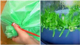 видео: 💃ВОТ оно СЧАСТЬЕ что ещё надо РАСПАКОВКА  Обзор всходов орхидей от нового посева и другие 👶🌱 картинка: 💃ВОТ оно СЧАСТЬЕ что ещё надо РАСПАКОВКА  Обзор всходов орхидей от нового посева и другие 👶🌱