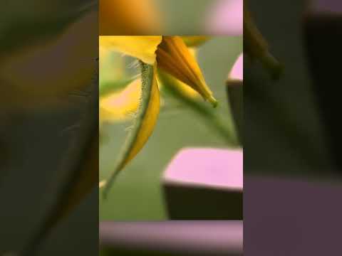 Video: Med opraševanjem pristanejo cvetni prah?