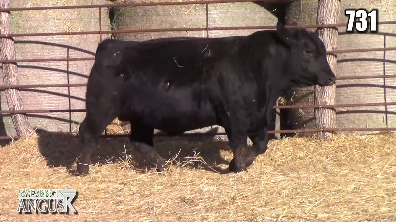 angus tasty Swearngin Angus 731