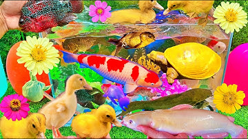 Bắt Cá Cảnh Dễ Thương, Thỏ, Vịt, Cua, Rùa, Mèo, Cá Betta, Cá Koi, Cá Vàng, Cá Chép, Cá Sấu