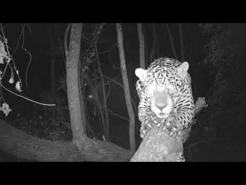 Gran Chaco argentino: crónica de un jaguar enamorado. Video de cámara trampa.