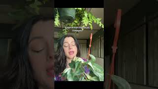 Beginner to plants but don’t want the typical plant-here is a easy plant that is less common